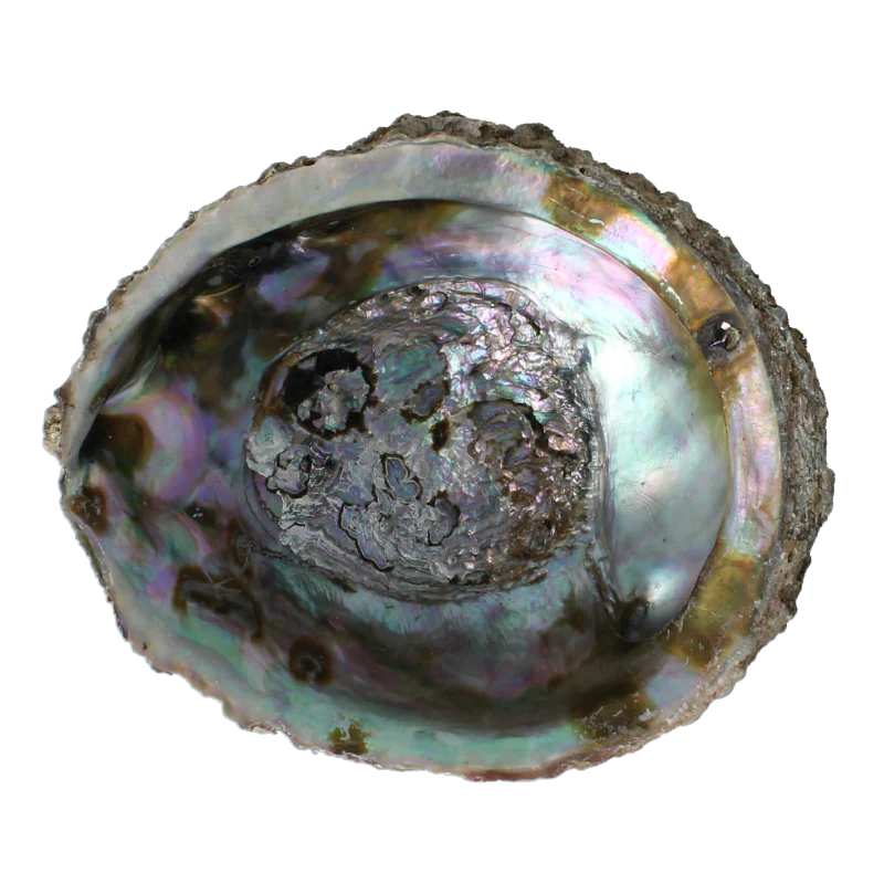 Alchemia Abalone schelpen 1 Stuks